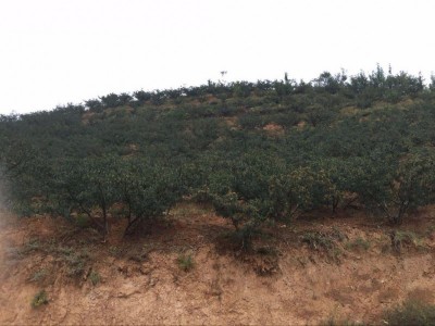 丽江永胜县顺州乡花椒种植基地图4