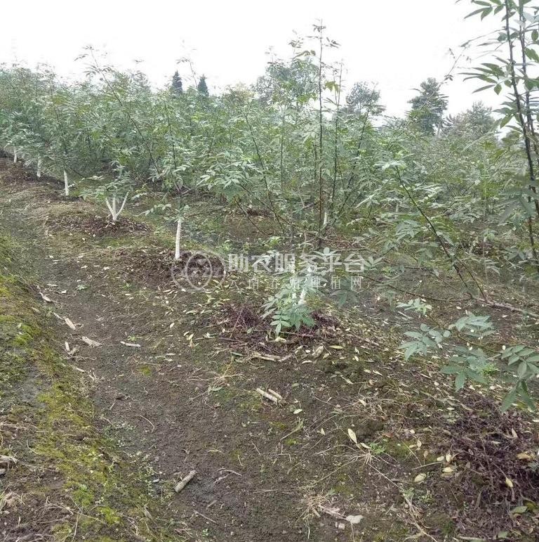 丽江永胜县顺州乡花椒种植基地图5