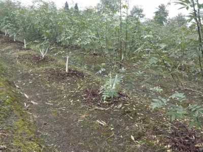 丽江永胜县顺州乡花椒种植基地图5