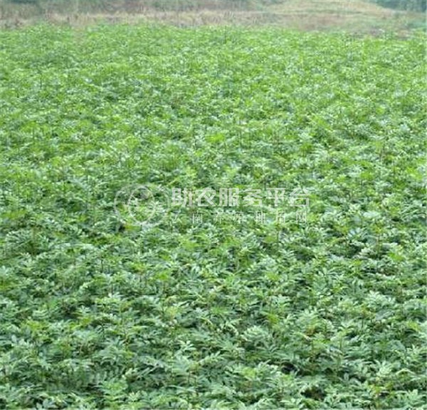 丽江永胜县顺州乡花椒种植基地图6