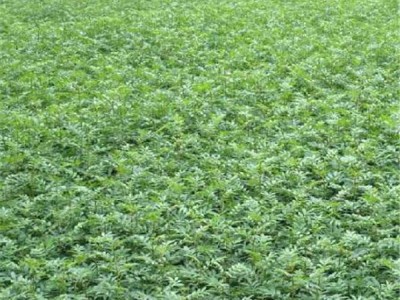 丽江永胜县顺州乡花椒种植基地图6