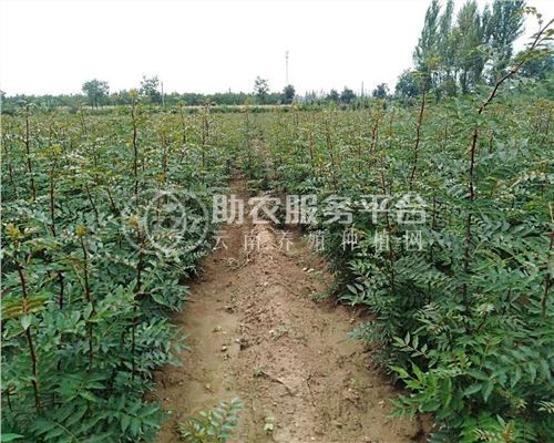 丽江永胜县顺州乡花椒种植基地图7