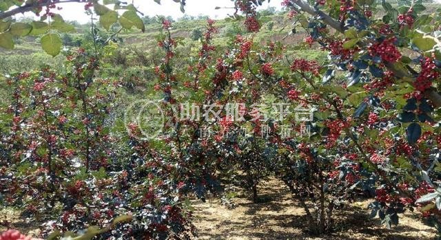 丽江永胜县顺州乡花椒种植基地图8