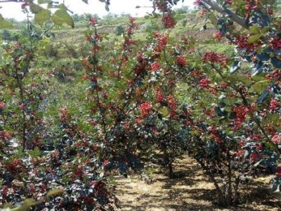 丽江永胜县顺州乡花椒种植基地图8