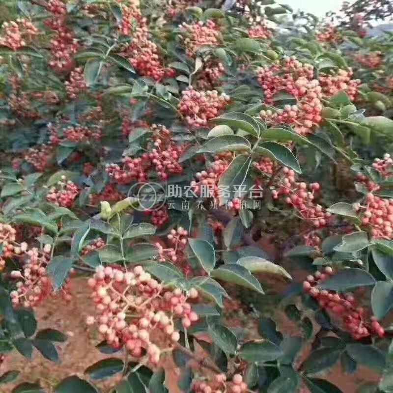 丽江永胜县顺州乡花椒种植基地图9