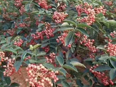 丽江永胜县顺州乡花椒种植基地图9