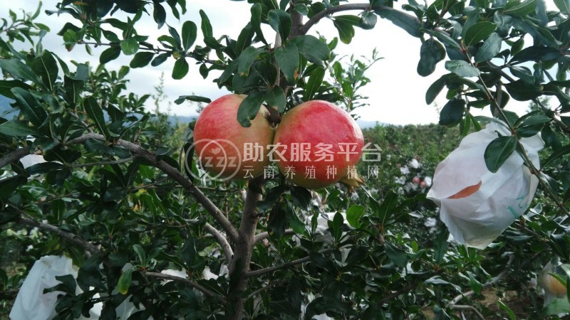 丽江永胜县程海镇春红软籽石榴种植基地 供应量 20吨图1