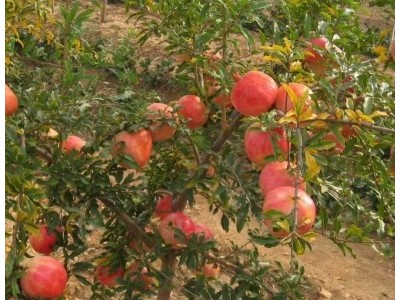 丽江永胜县程海镇春红软籽石榴种植基地 供应量 20吨图2