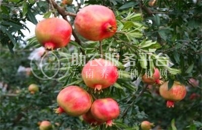 丽江永胜县程海镇春红软籽石榴种植基地 供应量 20吨图3