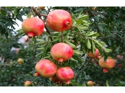 丽江永胜县程海镇春红软籽石榴种植基地 供应量 20吨图3