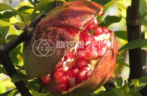 丽江永胜县程海镇春红软籽石榴种植基地 供应量 20吨图4