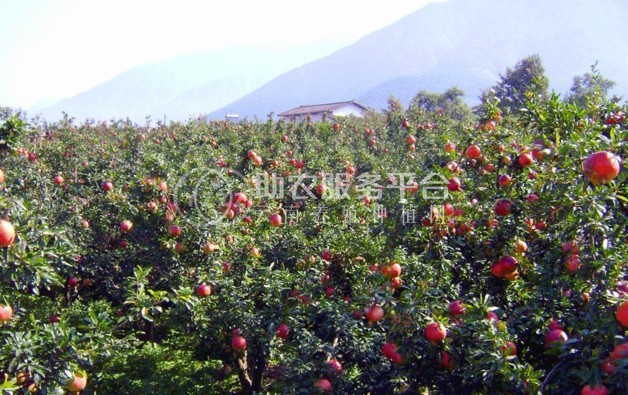 丽江永胜县程海镇春红软籽石榴种植基地 供应量 20吨图5
