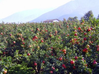 丽江永胜县程海镇春红软籽石榴种植基地 供应量 20吨图5