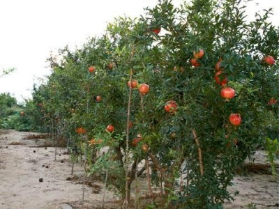 丽江永胜县程海镇春红软籽石榴种植基地 供应量 20吨图6