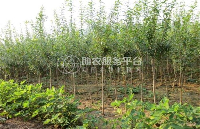 丽江永胜县程海镇春红软籽石榴种植基地 供应量 20吨图7