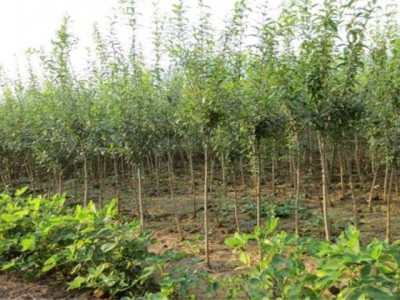 丽江永胜县程海镇春红软籽石榴种植基地 供应量 20吨图7