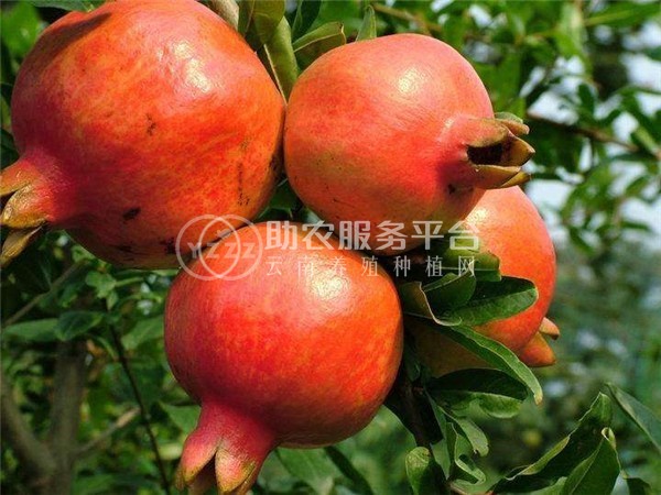 丽江永胜县程海镇春红软籽石榴种植基地 供应量 20吨图8
