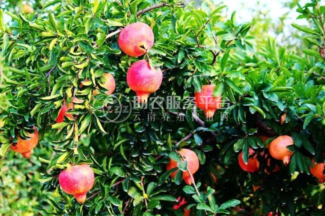 丽江永胜县程海镇春红软籽石榴种植基地 供应量 20吨图9