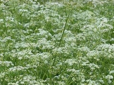 怒江防风种植基地供应5吨