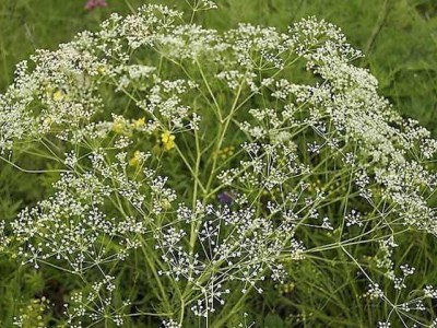 怒江防风种植基地供应5吨图2