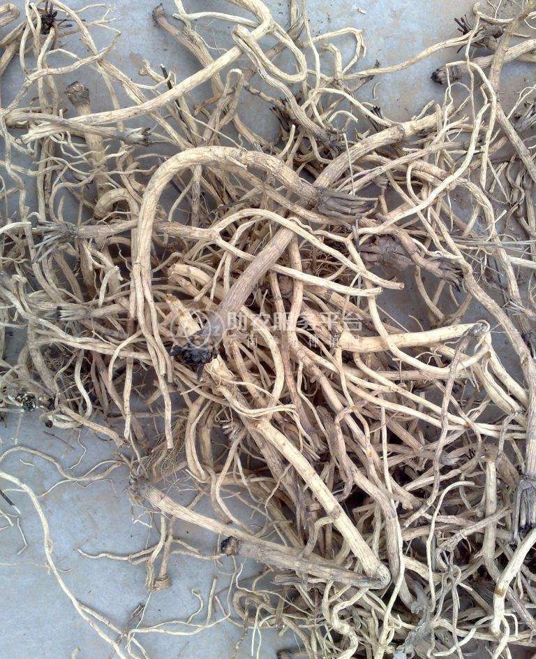 怒江防风种植基地供应5吨图3