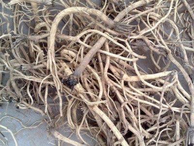 怒江防风种植基地供应5吨图3