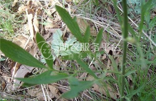 怒江防风种植基地供应5吨图4