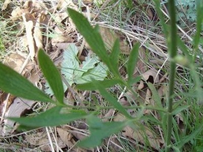 怒江防风种植基地供应5吨图4
