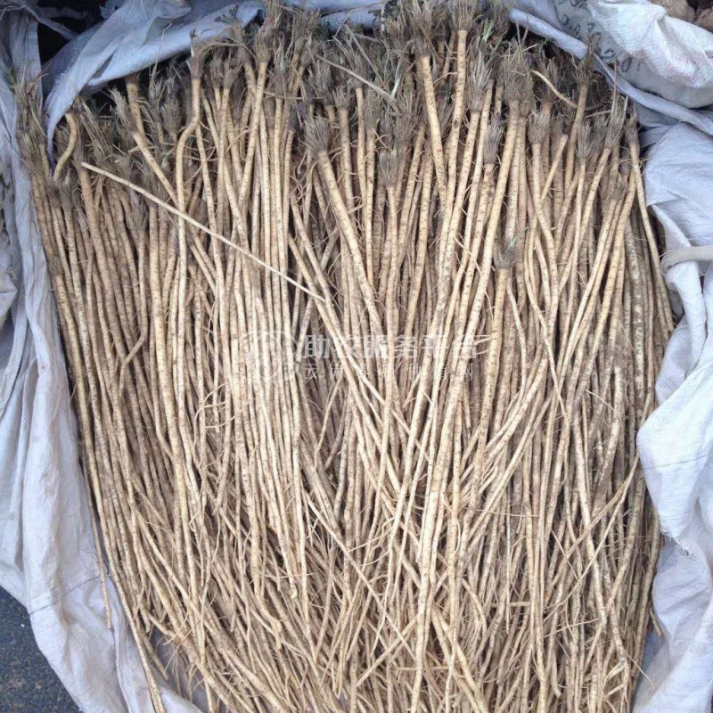 怒江防风种植基地供应5吨图5
