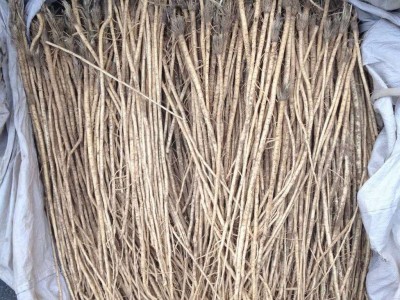 怒江防风种植基地供应5吨图5