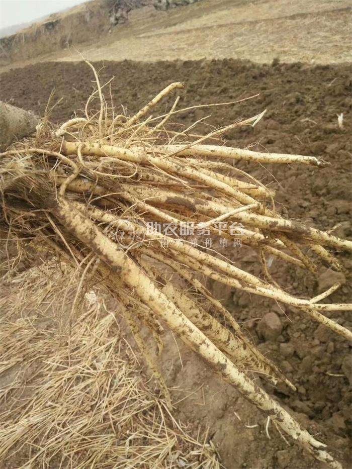 怒江防风种植基地供应5吨图6