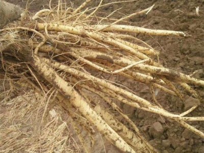 怒江防风种植基地供应5吨图6