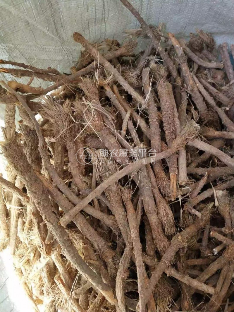 怒江防风种植基地供应5吨图7