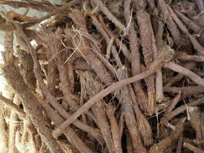 怒江防风种植基地供应5吨图7