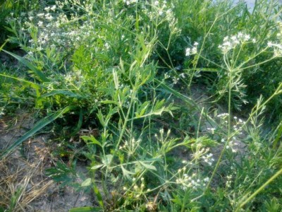 怒江防风种植基地供应5吨图8
