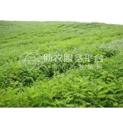 丽江宁蒗县蝉战河阿西日农花椒种植基地供应量 20吨图1