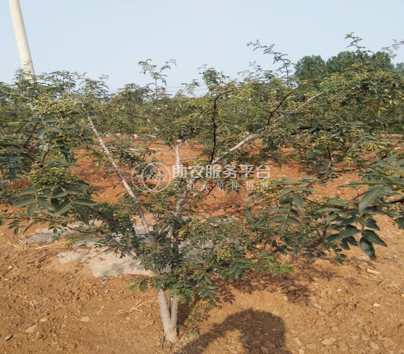 丽江宁蒗县蝉战河阿西日农花椒种植基地供应量 20吨图2