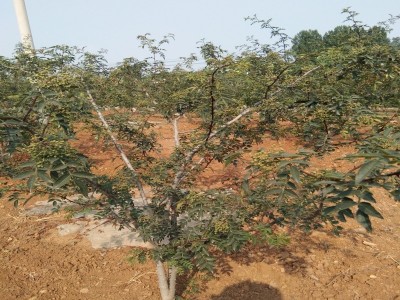 丽江宁蒗县蝉战河阿西日农花椒种植基地供应量 20吨图2