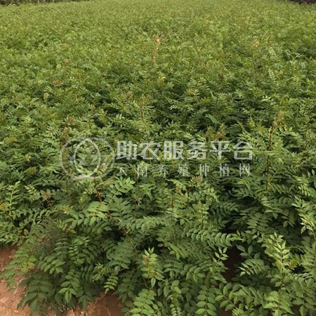 丽江宁蒗县蝉战河阿西日农花椒种植基地供应量 20吨图3