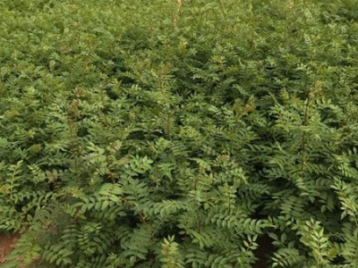 丽江宁蒗县蝉战河阿西日农花椒种植基地供应量 20吨图3