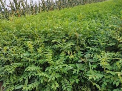 丽江宁蒗县蝉战河阿西日农花椒种植基地供应量 20吨图4
