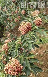丽江宁蒗县蝉战河阿西日农花椒种植基地供应量 20吨图5