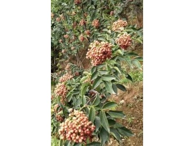 丽江宁蒗县蝉战河阿西日农花椒种植基地供应量 20吨图5