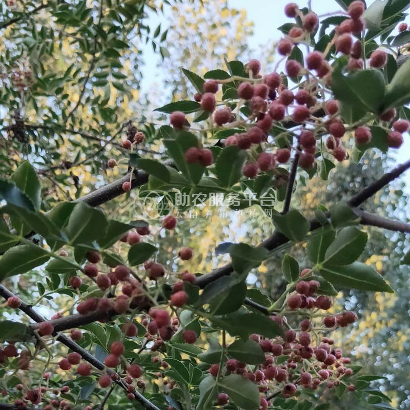 丽江宁蒗县蝉战河阿西日农花椒种植基地供应量 20吨图6