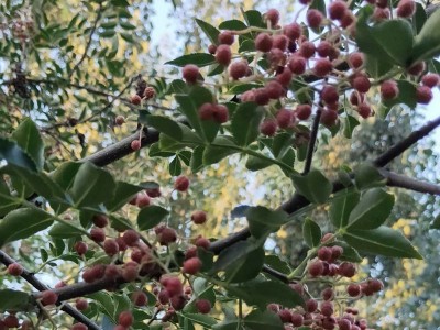 丽江宁蒗县蝉战河阿西日农花椒种植基地供应量 20吨图6