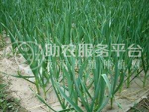 保山腾冲果蔬种植专业合作社图1