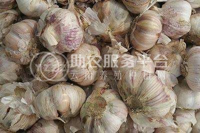 保山腾冲果蔬种植专业合作社图3