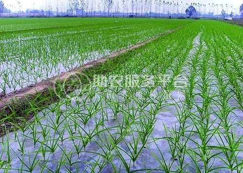 保山腾冲果蔬种植专业合作社图5