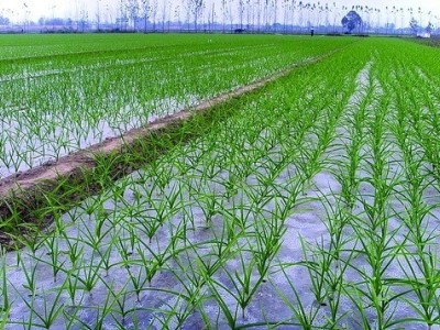 保山腾冲果蔬种植专业合作社图5