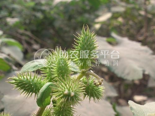 怒江苍耳子种植基地供应5吨图1